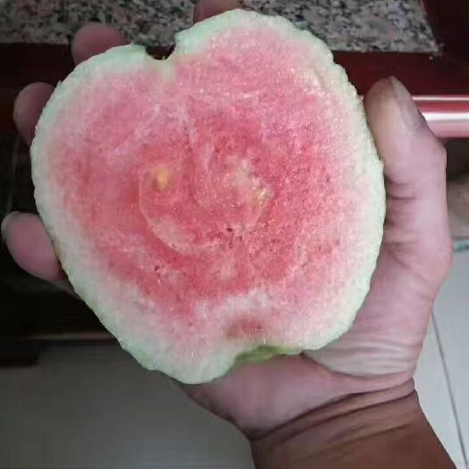 漳州红宝石少籽芭乐苗 四季梨