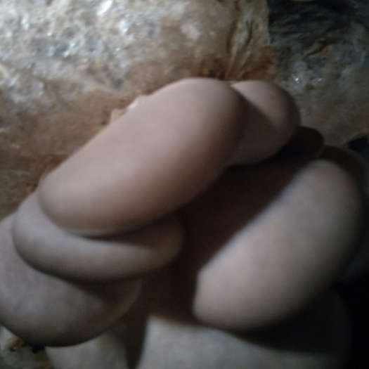 黑平菇 4cm~6cm 