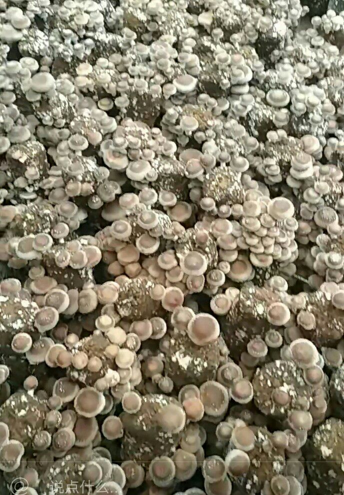 江苏高邮食用菌菌种图片
