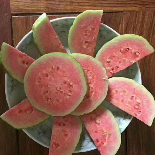 漳州红心芭乐番石榴苗