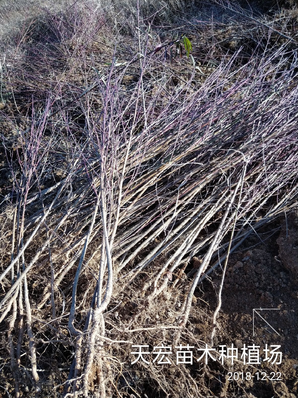 毛桃苗批發(fā)，云南毛桃苗基地，實(shí)生桃苗，當(dāng)年苗苗子清秀根須發(fā)達(dá)