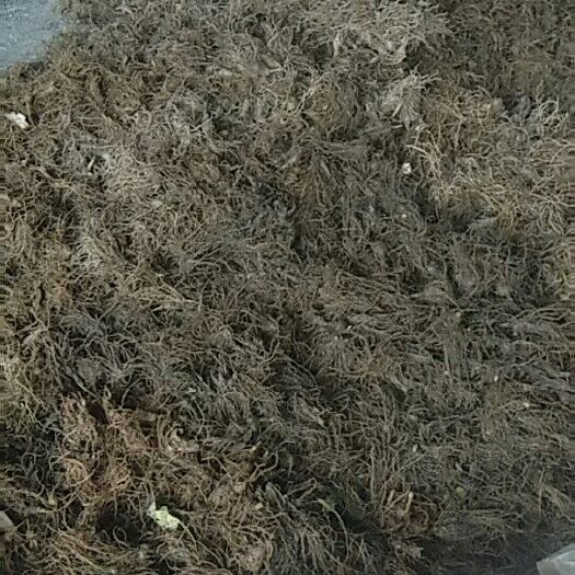 恩施市白术种子 
