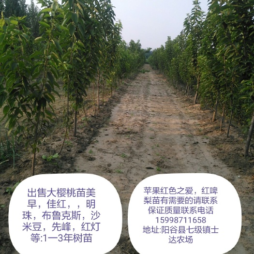 阳谷县俄罗斯8号樱桃苗  现在没货了，请凉解