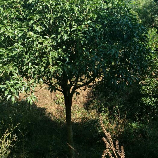 株洲八月桂 