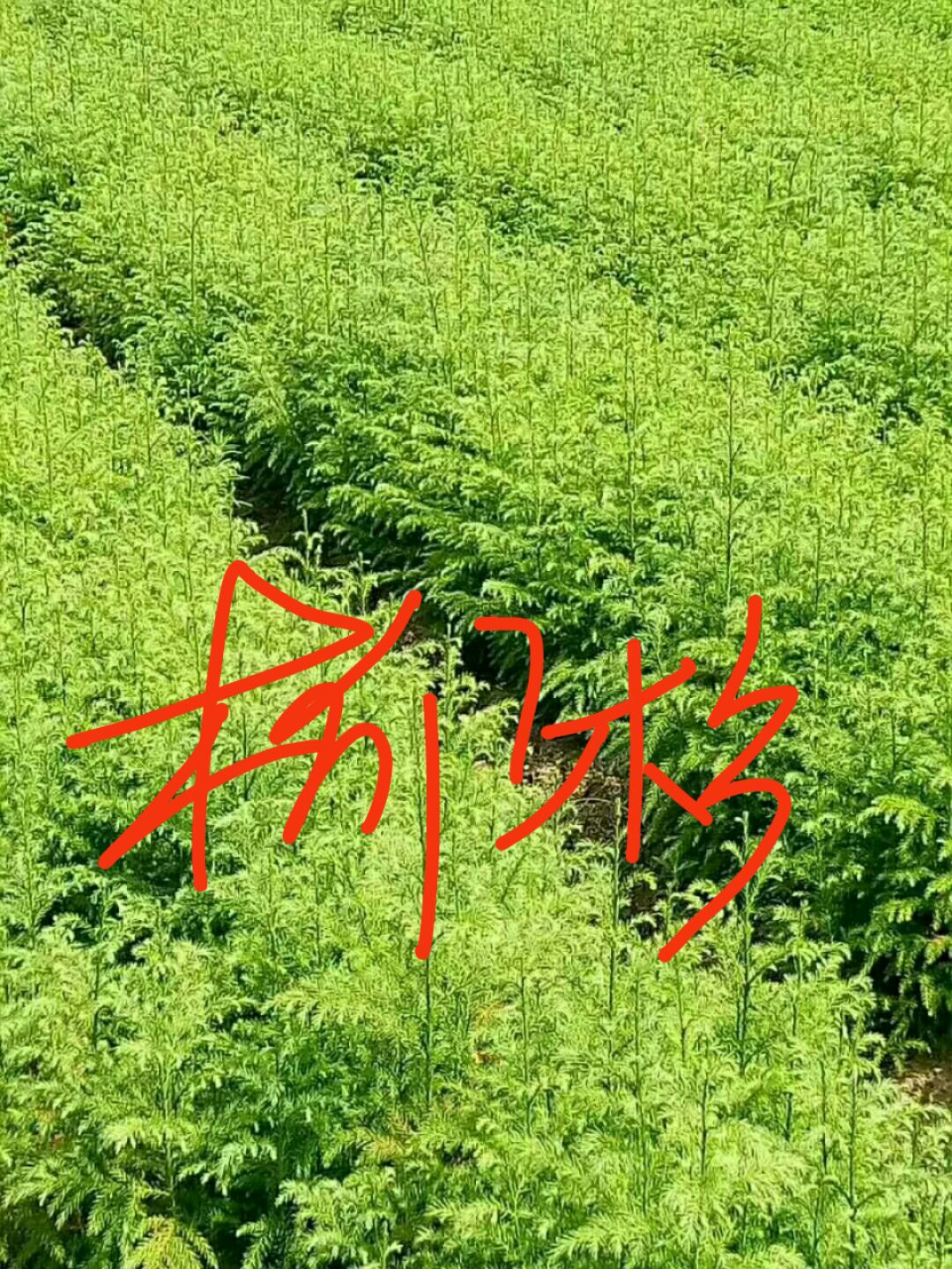 柳杉苗，优质种苗廉价出售
