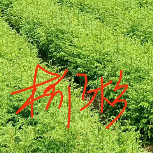 利川市柳杉苗，优质种苗廉价出售