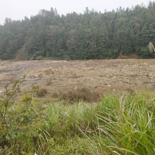 靖江市土洋鸭 5-6斤 母 全散养 
