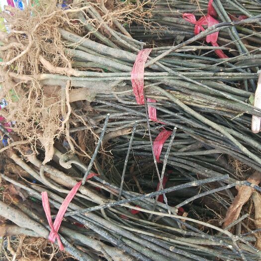 瑞昌市吴茱萸苗 