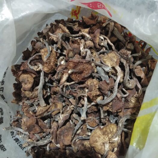靖宇县蘑菇  野生榛蘑，长白山特产