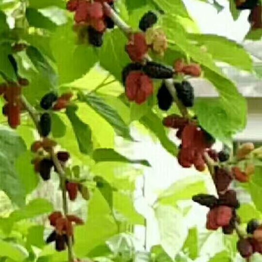 盐边县攀枝花黑桑葚 2 - 3cm 