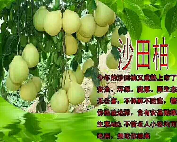 沙田柚 1.5斤以上