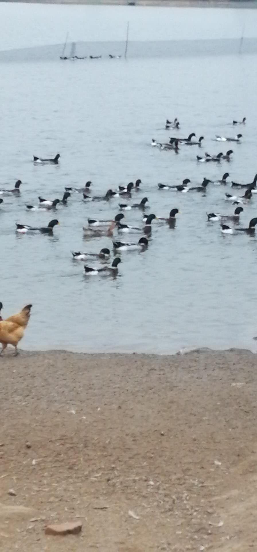 建湖麻鸭 4-5斤 统货 全散养