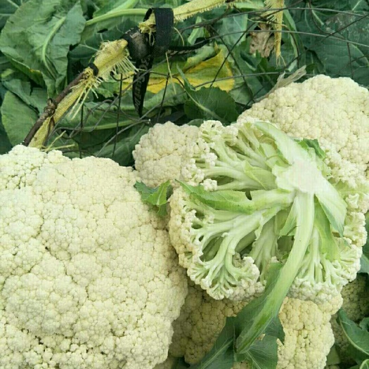瑞安市松花菜 适中 2~3斤 