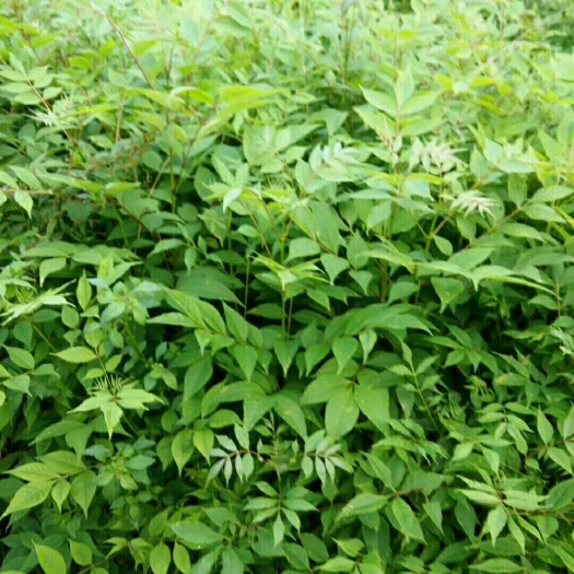 利川市黄柏苗，川黄柏，优质种苗，批发价，产地直销
