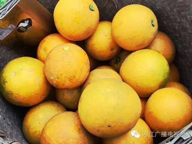 资中县塔罗科血橙 血橙 资中塔罗科