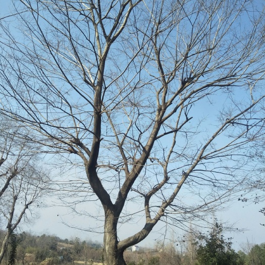 六安小叶朴 