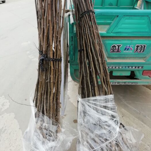 萧县秋月梨树苗 1~1.5米 