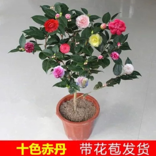  茶花树苗 盆栽地栽四季开花