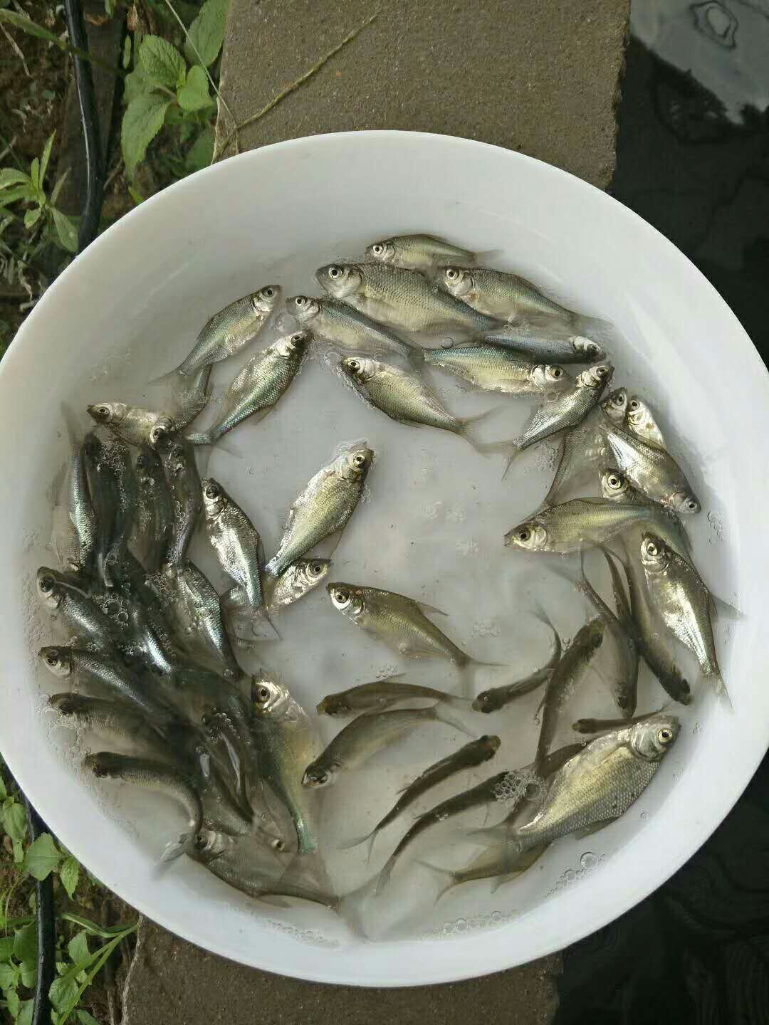  武昌魚苗 廣東邊魚苗 團頭魴