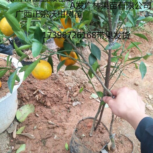 灵山县沃柑苗 嫁接苗 1~1.5米 