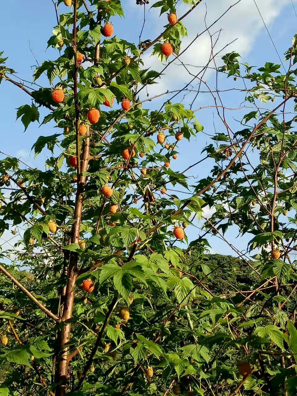 九月黄金蕉苗 仙人果 黄金蕉 九月瓜 种苗批发