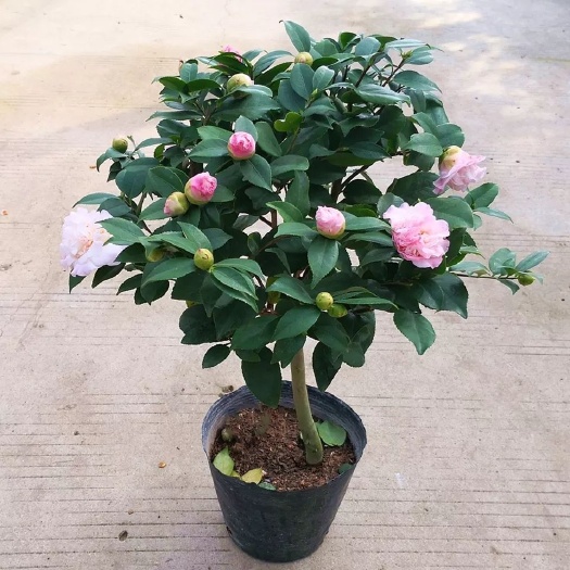 平邑县七星茶花苗  五色赤丹七星茶花香妃茶花苗包成活包邮包开花