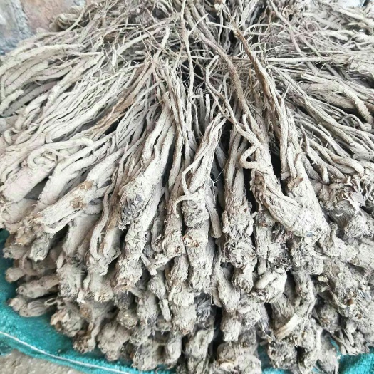 岷县岷当归 
