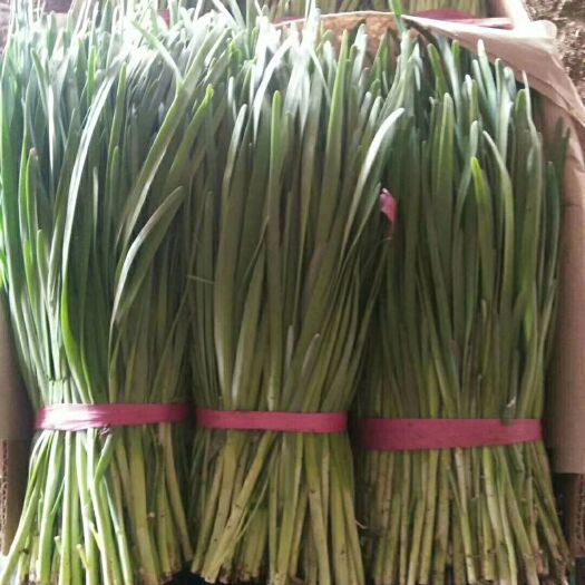 北镇市铁杆黑韭菜 头茬 35~40cm 