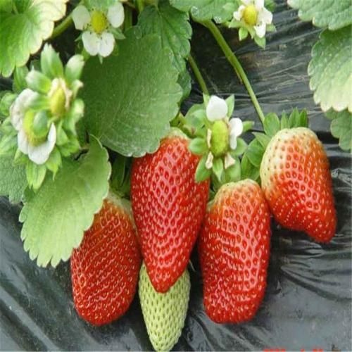 平邑县妙香草莓苗 30~40公分 地栽苗 