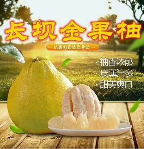翁源县金柚  2斤以上 正宗金柚大果特级
果