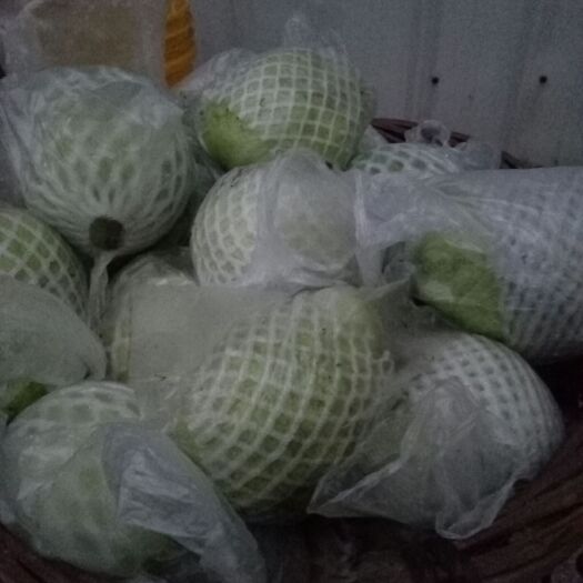 漳州白心番石榴 200-250克 