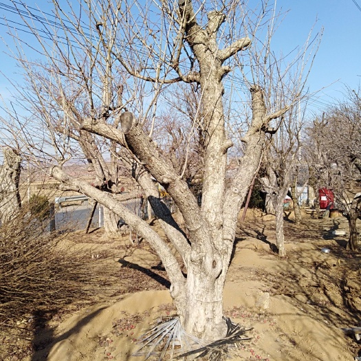 平邑县普通山楂苗 