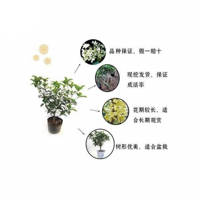 四季桂 基地直销，现挖现卖，保成活，保品种。