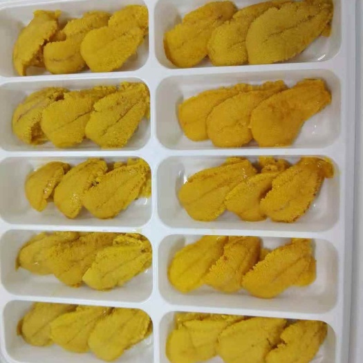 大连海胆 