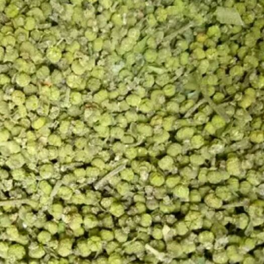 郎溪县吴茱萸  中花