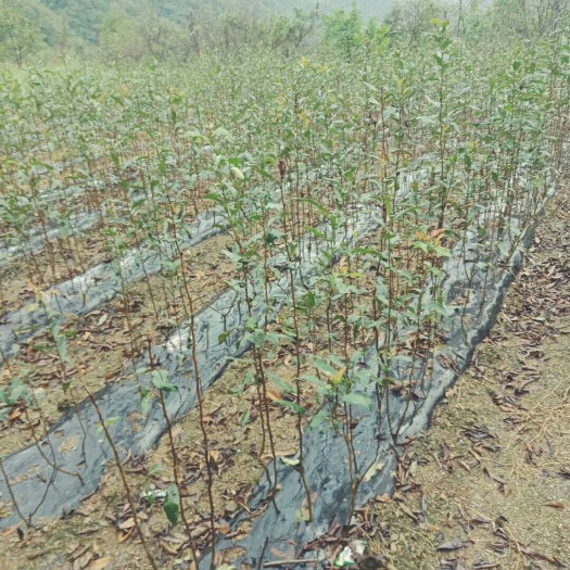 长阳县 邹皮木瓜苗