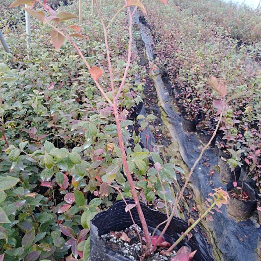 泰安斯巴坦蓝莓苗  各品种蓝莓树苗批发