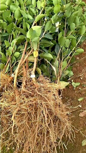 油茶苗 油茶树苗批发