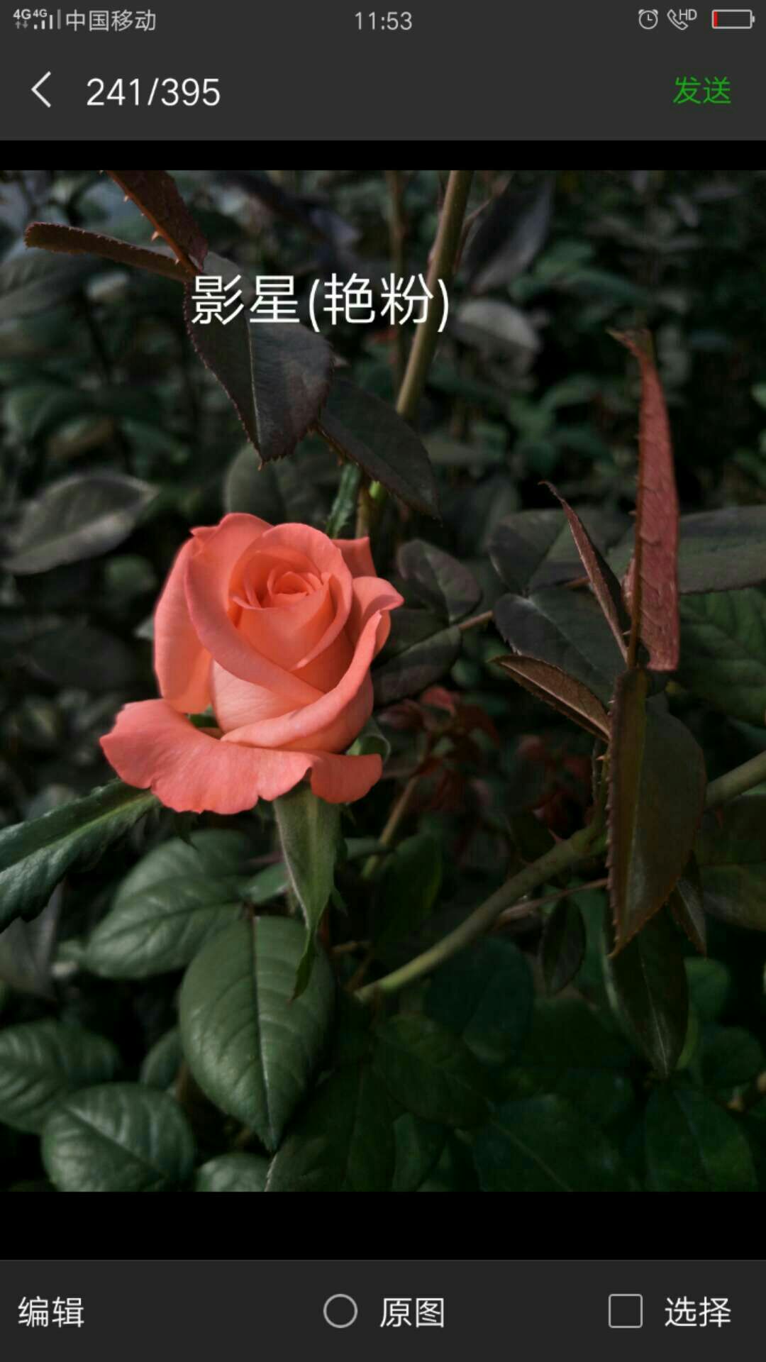 玫瑰苗  穴盘苗 大家过年好！身体健康