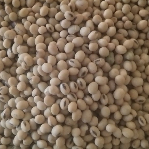 嘉祥县黄豆8157  二级杂花豆，价格便宜，轻微水花
