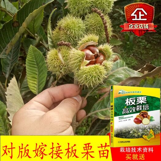 平邑县大红袍板栗苗 嫁接苗 1~1.5米 