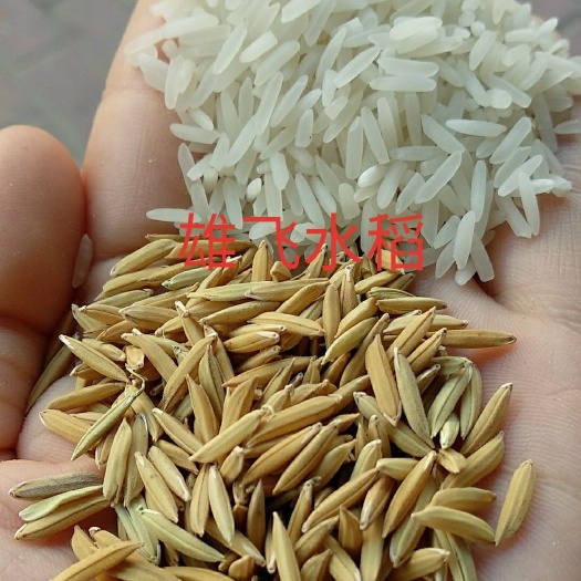 荆州杂交稻  晚稻虾稻香稻虾田稻口感软粘米饭漂亮带Q弹