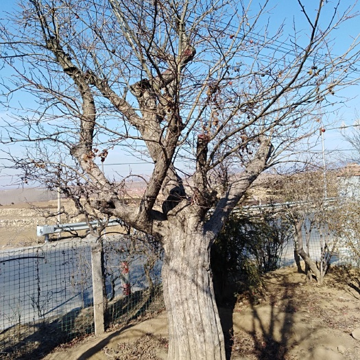 平邑县普通山楂苗 