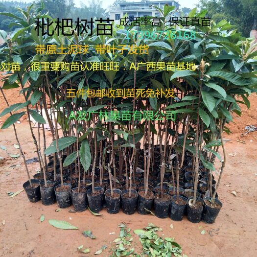 灵山县大五星 