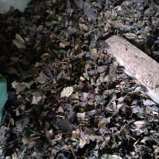 三江县五指毛桃 九节茶