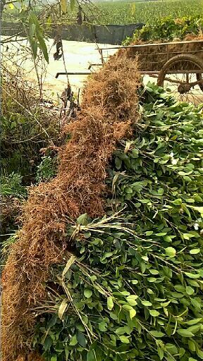 丰城市油茶苗 油茶树苗批发