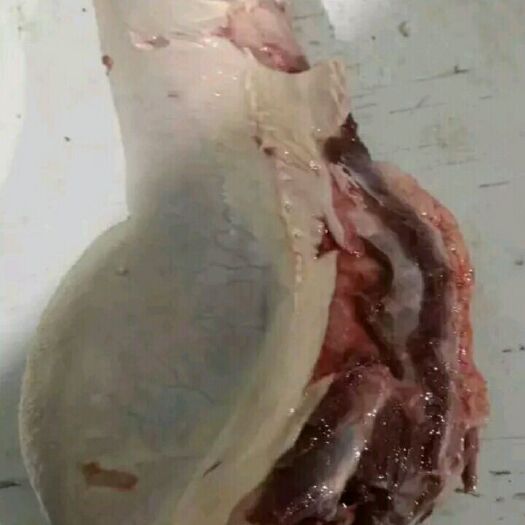 石家庄牛舌 