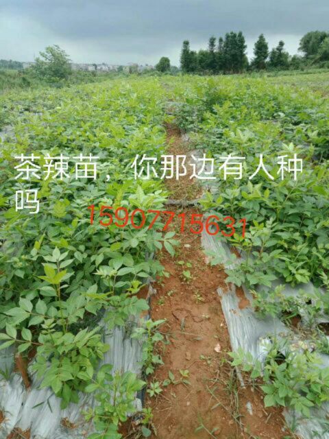 南宁吴茱萸苗 