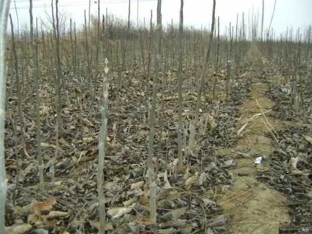 薄皮核桃苗 易种植 好管理 果大皮易剥 肉厚味香 死苗补发