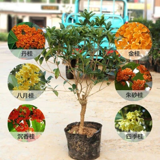 平邑县四季桂 基地直销，现挖现卖，保成活，保品种。